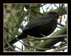 Amsel