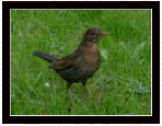 Amsel Kopie