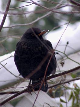 Amsel(w)