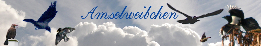 Amselweibchen