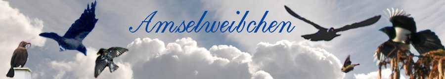 Amselweibchen 