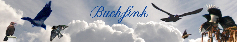 Buchfink