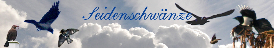 Seidenschwnze